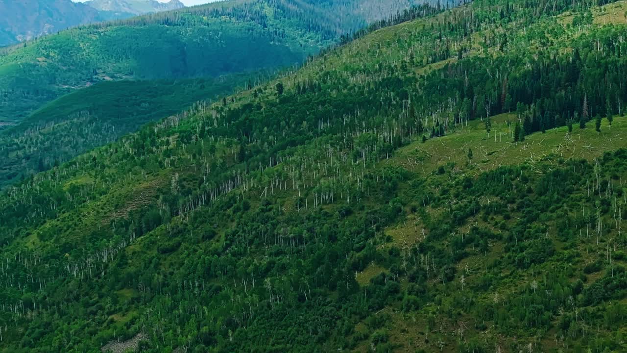 Lush green forest hills near Vail on a bright and peaceful summer day, aerial forest backdrop