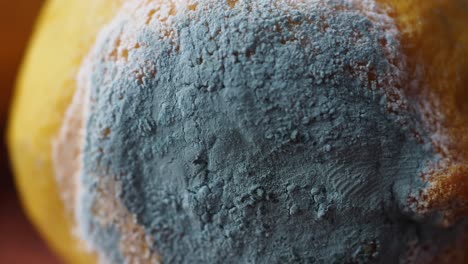 close up of mold growing on a lemon