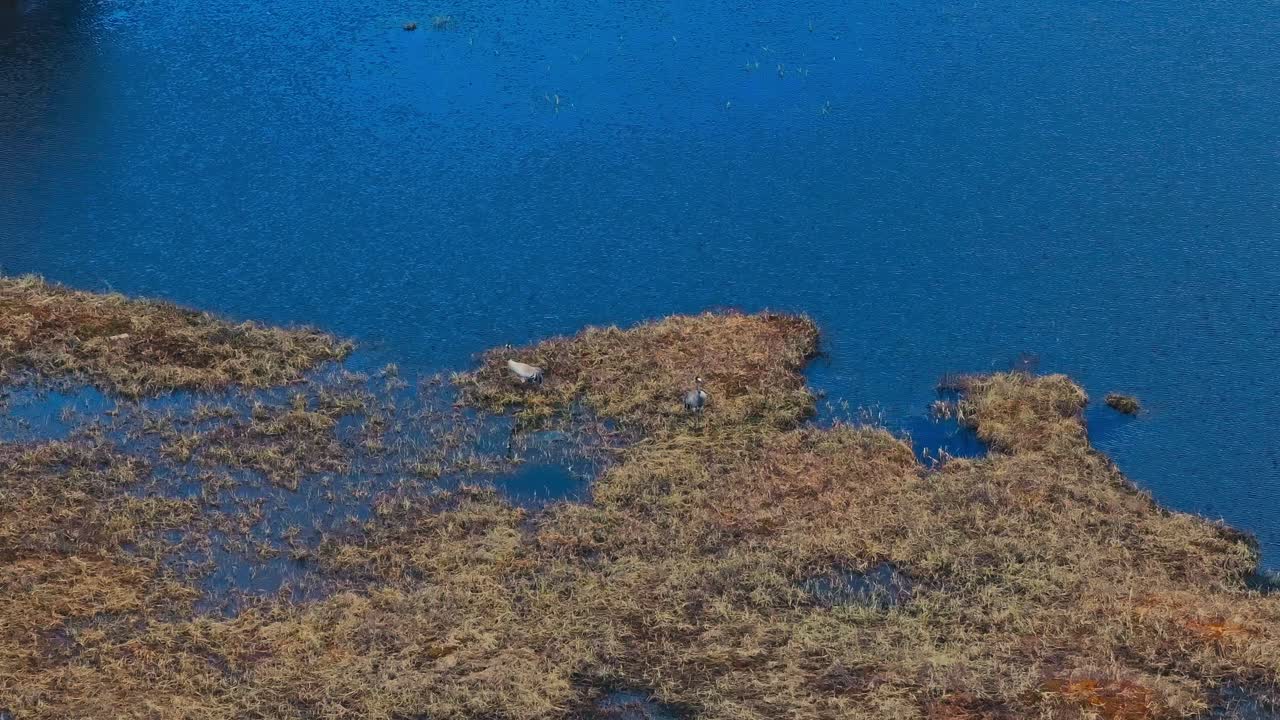 Woodland Pond Scene With Cranes - Drone Shot
