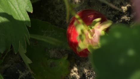 Hand-male-picking-strawberry-from-natural-organic-farm-plantation,-red-vibrant-berry-fruit