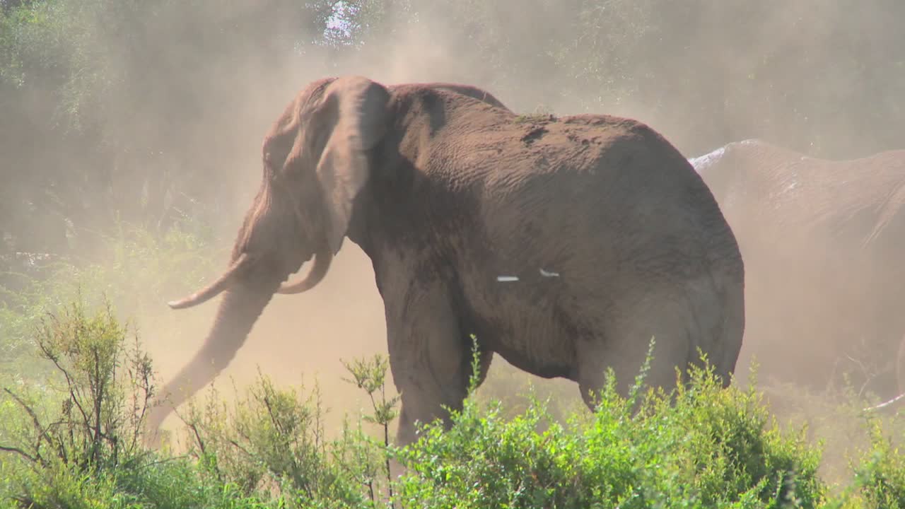 거대한 아프리카 코끼리가 이 놀라운 장면에서 자신에게 먼지 목욕을 제공합니다 1