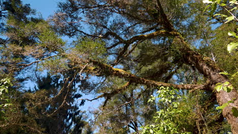 Bottom up shot of pine tree lighting by sunlight against blue sky in jungle of New Zealand