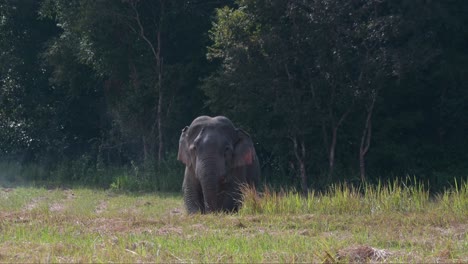 Seen-moving-from-the-pond-of-water-to-go-away-to-join-the-herd,-Indian-Elephant-Elephas-maximus-indicus,-Thailand