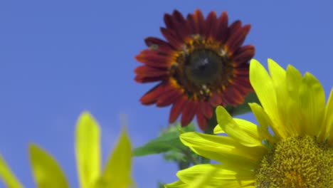 Sunflowers-blowing-in-the-wind-as-honeybees-collect-pollen,-bucolic,-colorful-flowers-in-meadow,-focus-pull