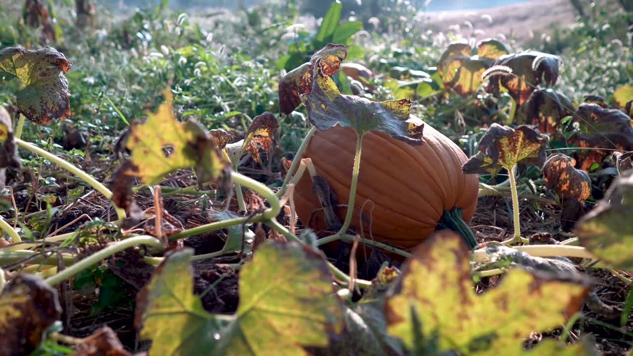 Pumpkins in the Field
