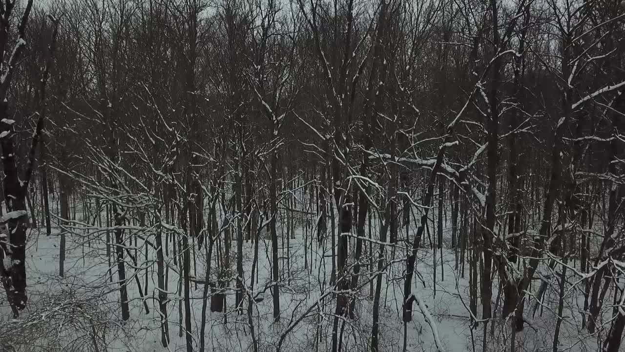 Riprese con drone di alberi