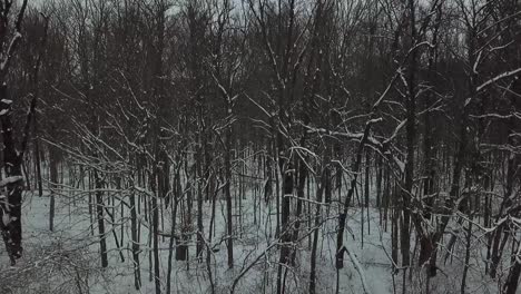drone footage of trees
