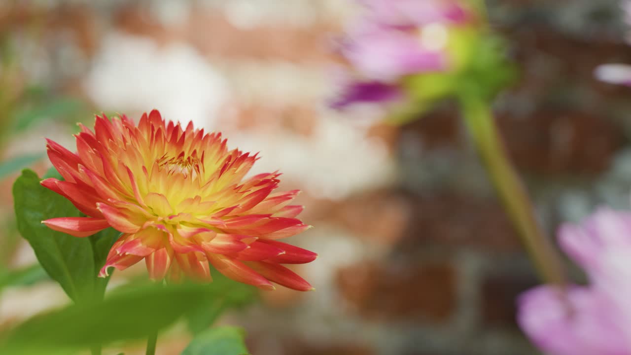 Macro di un dahlia in fiore con sfondo sfocato, luce naturale e profondità di campo ridotta