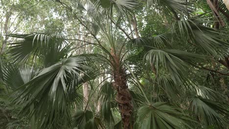 Looking-Up-On-Chinese-Fan-Palm-Tree-With-Green-Leaves-Blown-By-The-Wind-In-Thala-Beach-Nature-Reserve,-Oak-Beach,-QLD,-Australia