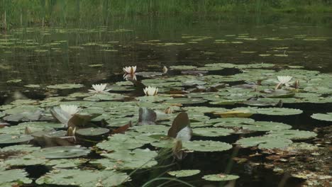 lake with water lilies and grassy overgrown shore