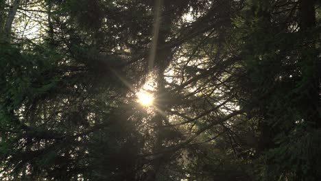 Rays-of-Sunlight-Through-Pine-Tree-Branches