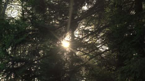 Sonnenstrahlen-Durch-Tannenzweige