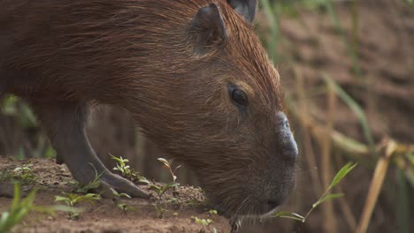 super closeup of a capybara head eating grass in slow motion side-on