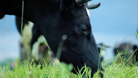 milk farm cattle grazing. holstein cow face. grazing cows in field