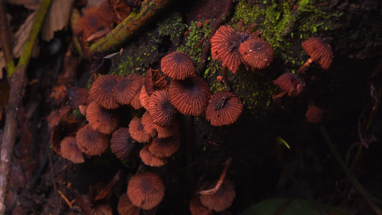 Marasmius mushrooms cluster on a tree trunk, thriving in the humid depths of Peru’s lush rainforest. mossy bark