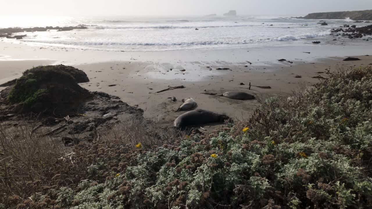 Gimbal wide panning shot of a sleeping elephant seal family with a pup on the beach at Piedras Blancas Rookery on California's Central Coast. 4K