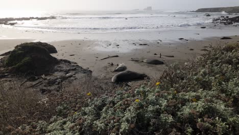 gimbal wide panning shot of a sleeping elephant seal family with a pup on the beach at piedras blancas rookery on california's central coast. 4k