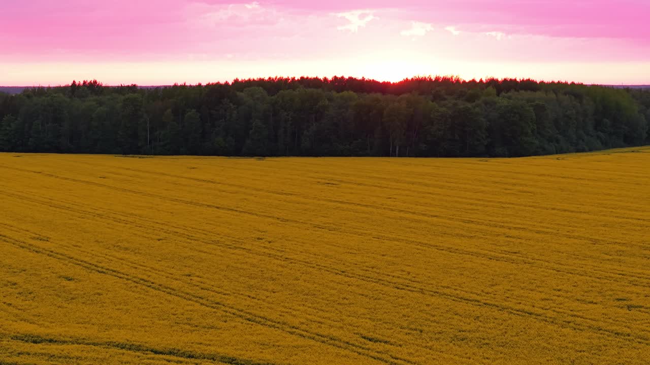 Drone flight over blooming rapeseed field at sunset with soft pink hues in the sky