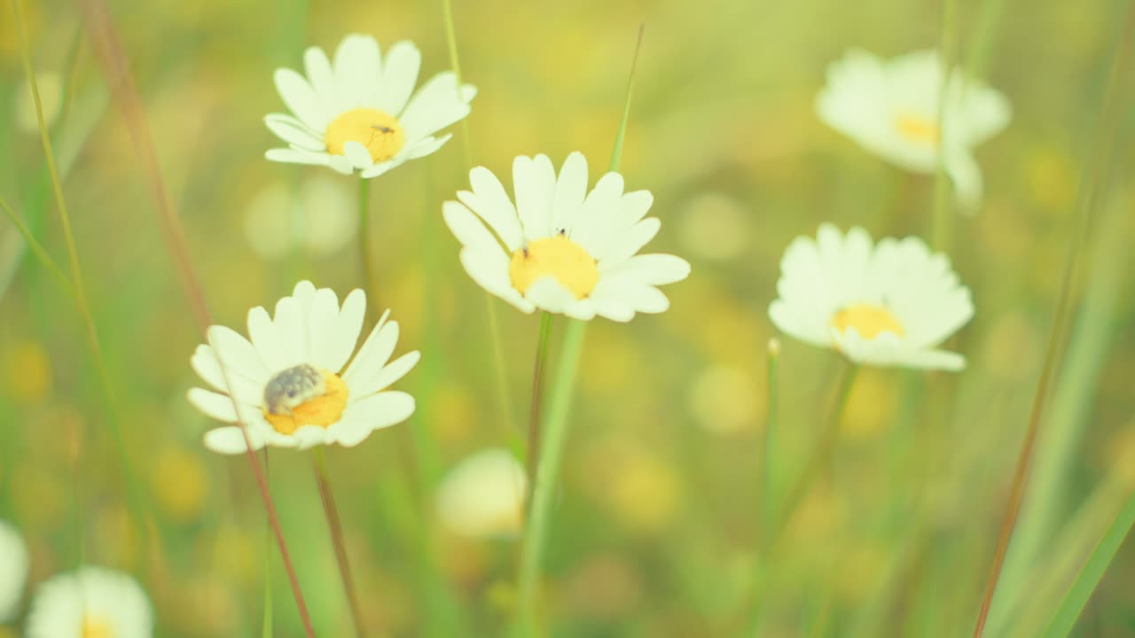 Daisies and wildflowers in a soft, dreamy meadow. Captures the essence of a serene summer day and natural beauty.