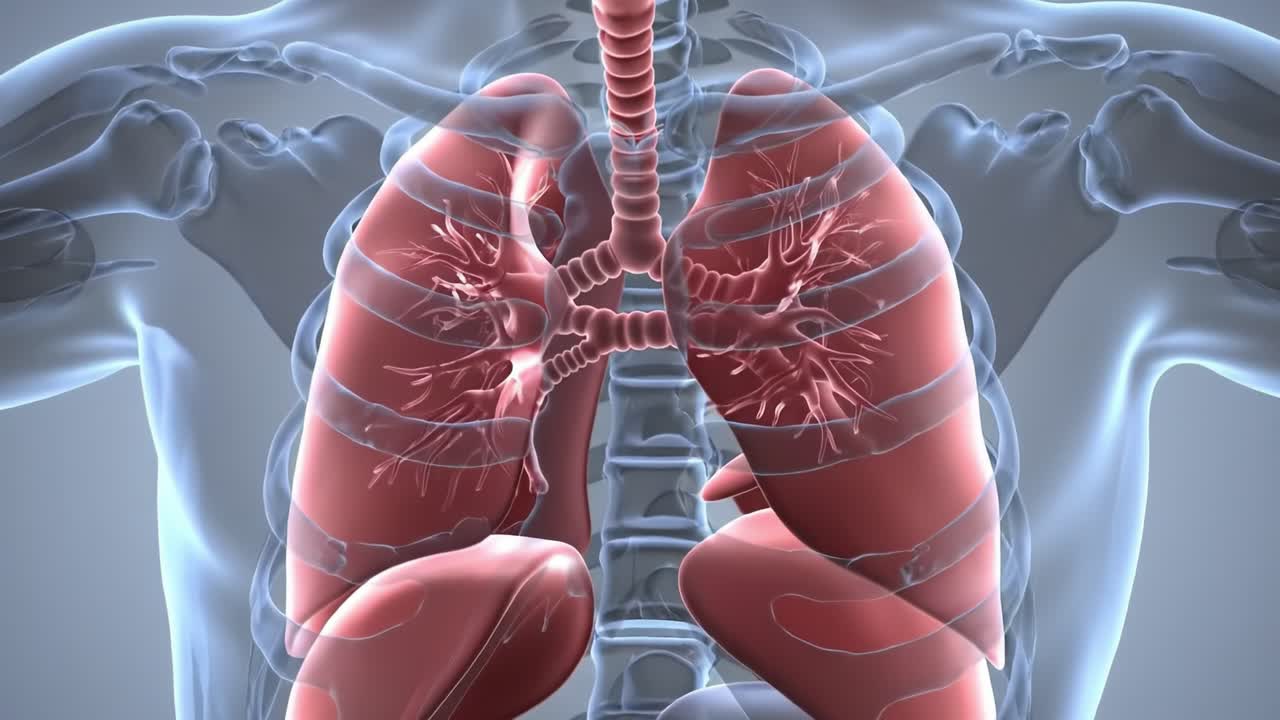 Anatomical Study of the Human Respiratory System: A Detailed Examination of the Lungs and Associated Structures in a 3D Visualization of Human Anatomy