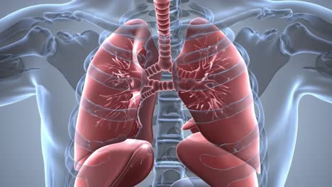 anatomical study of the human respiratory system: a detailed examination of the lungs and associated structures in a 3d visualization of human anatomy