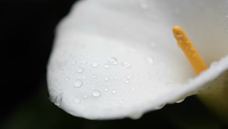a white flower gets sprinkled with small droplets of rain