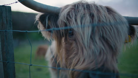 Close-Up-Long-Haired-Scottish-Highland-Cow-Behind-Wire-Fence-SLOMO