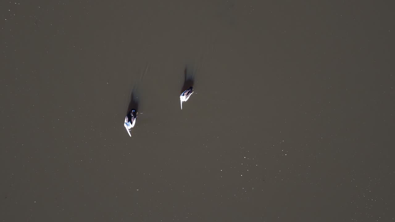 Two Australian pelicans glide across a calm lake, captured from directly overhead in bright daylight. The camera remains steady, emphasizing their synchronized movement