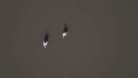Two Australian pelicans glide across a calm lake, captured from directly overhead in bright daylight. The camera remains steady, emphasizing their synchronized movement