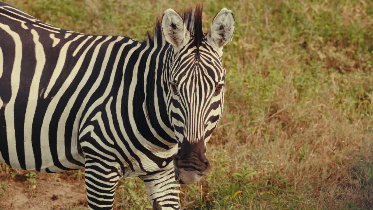 Zebra in its natural habitat