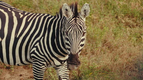 zebra in its natural habitat