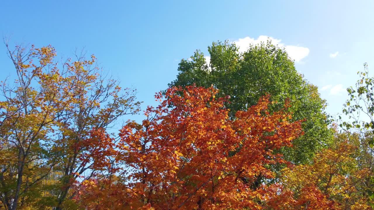 캐나다 몬트리올의 가을 잎자루 위에서 날아다니며 가지를 회피하는 것