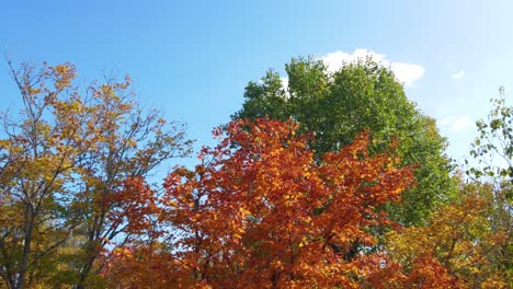 Volando-Y-Esquivando-Ramas-Sobre-El-Follaje-De-Otoño-En-Montreal,-Canadá