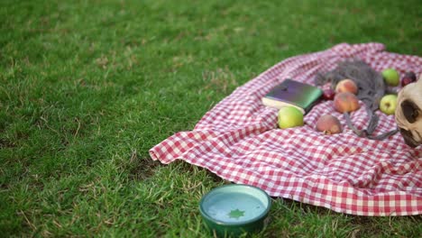 Young-girl-with-pug-dog-in-the-summer-green-park,-she-is-pouring-water-to-a-bowl-for-her-pet