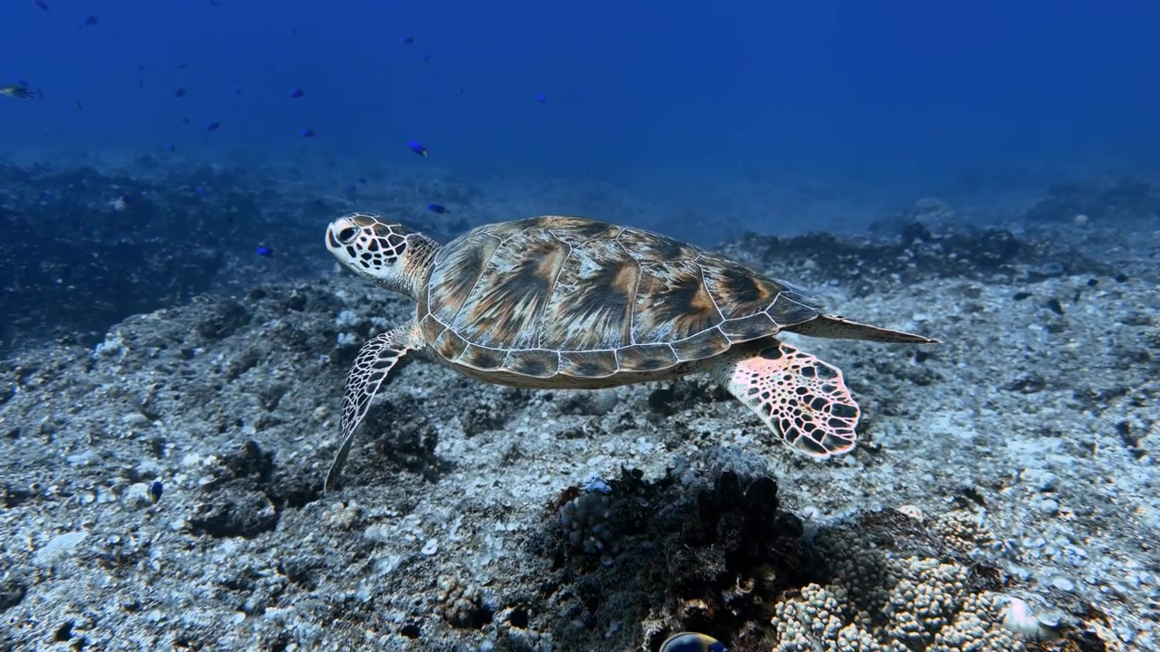 Green sea turtle swimming gracefully above a rocky tropical seabed in the clear waters of Mauritius. Underwater wildlife footage showcasing marine biodiversity, ocean conservation.