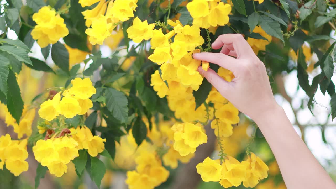 A hand gently picks yellow flowers from a leafy branch