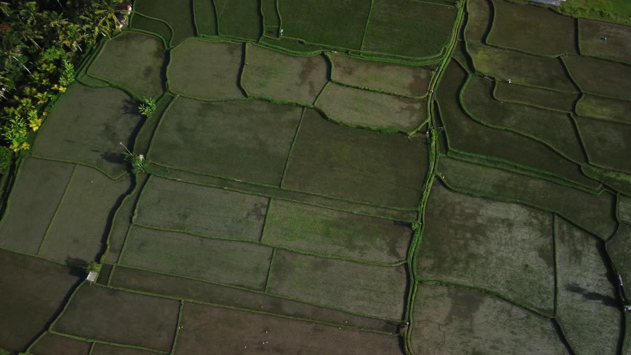 panning drone aéreo filmado sobre los campos de arroz en el norte de ubud, bali, indonesia