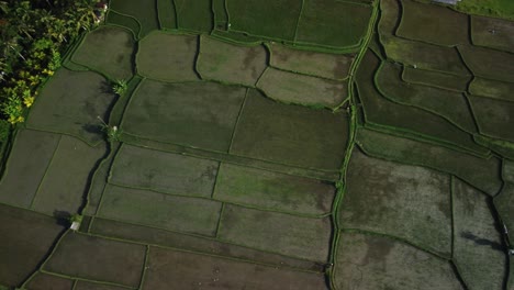 Drone-Aéreo-Panorámico-Sobre-Los-Campos-De-Arroz-En-El-Norte-De-Ubud,-Bali,-Indonesia