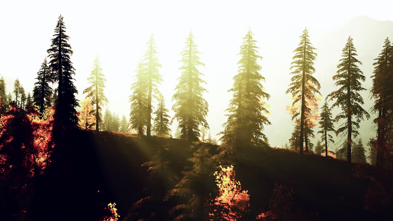 가을의 숲의 해가 지는 것