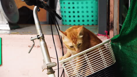 Cute-orange-cat-in-a-bicycle-basket-looking-curiously-around,-static-shot