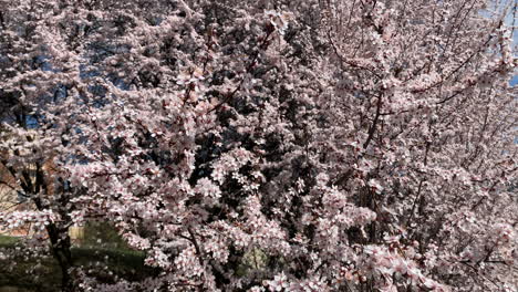 la mejor flor de cerezo en hungría