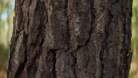 detalle de primer plano de la corteza de árbol de grietas profundas - textura de madera durante la caminata por el bosque