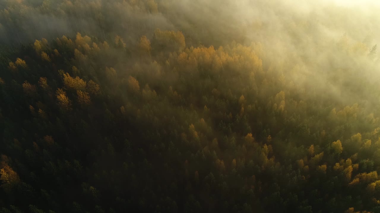 Seasonal forest aerial view in fall and early morning sunlight with fog