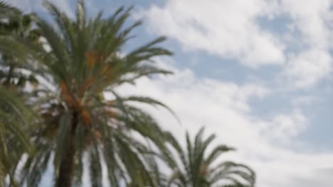 fluffy clouds and exotic palm trees on windy day, view from blurred to sharp focus