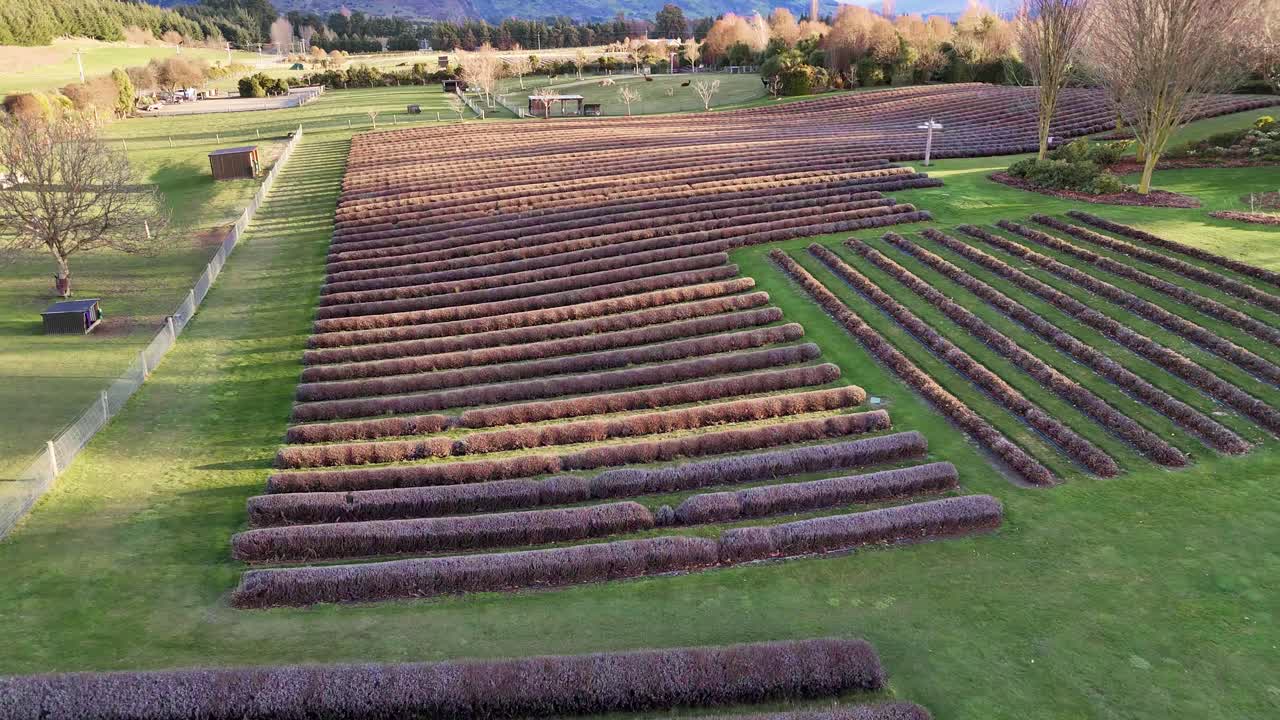Lavender farm in New Zealand at sunset with neat rows of trimmed plants, soft golden light, surrounding trees and distant mountains. Aerial flyover shot in fall season