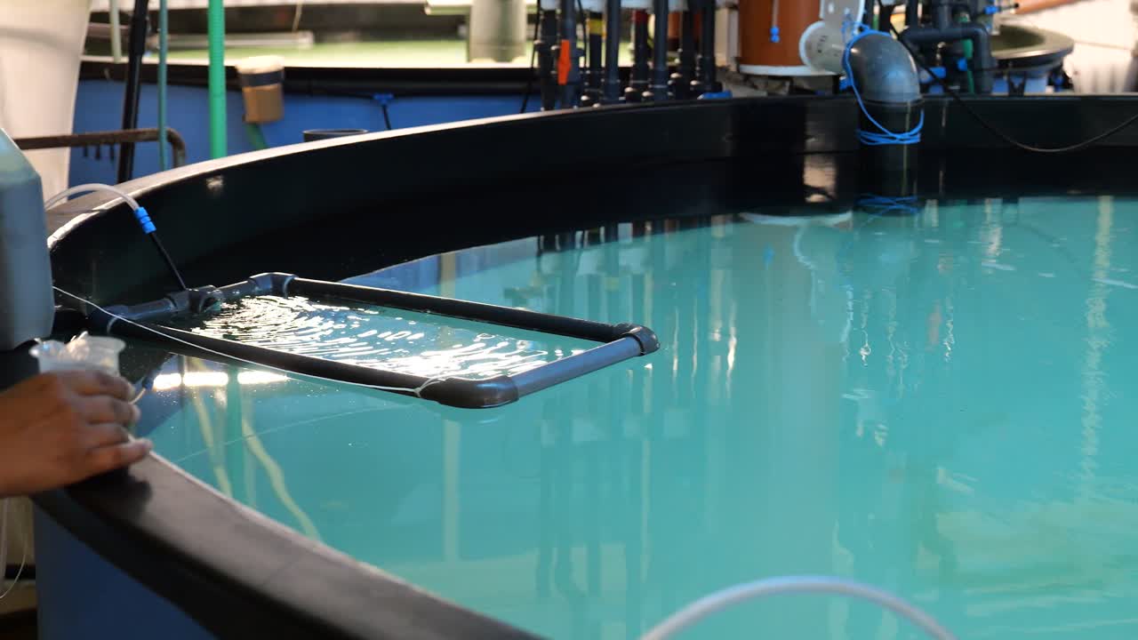 Worker pouring water nutrient liquid. fish aquaculture farm. Sea Agriculture
