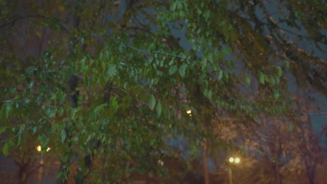hojas balanceándose con gracia en la suave brisa bajo el cálido resplandor de la luz de la calle al anochecer, rodeadas por un fondo atmosférico borroso con follaje esparcido