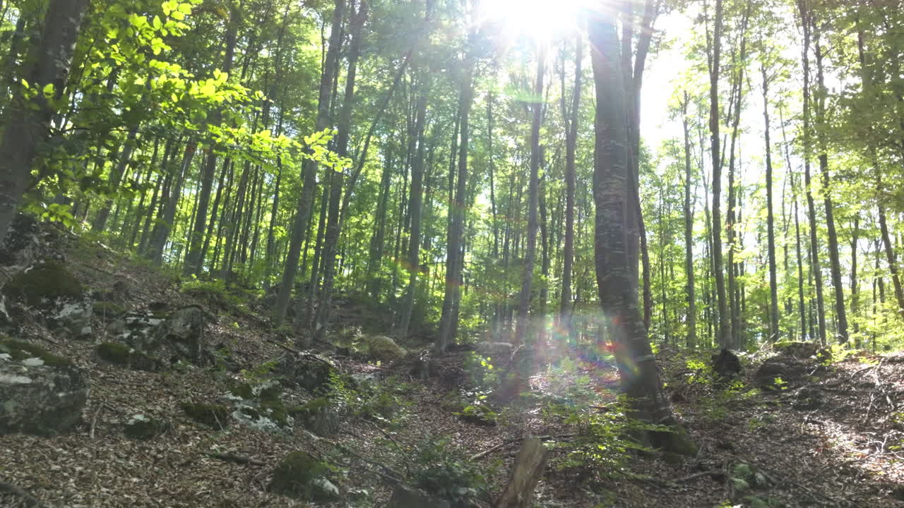 Forest scene with sunlight