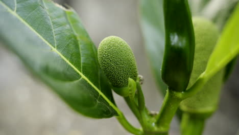 early tender jackfruit sprouts on jackfruit tree