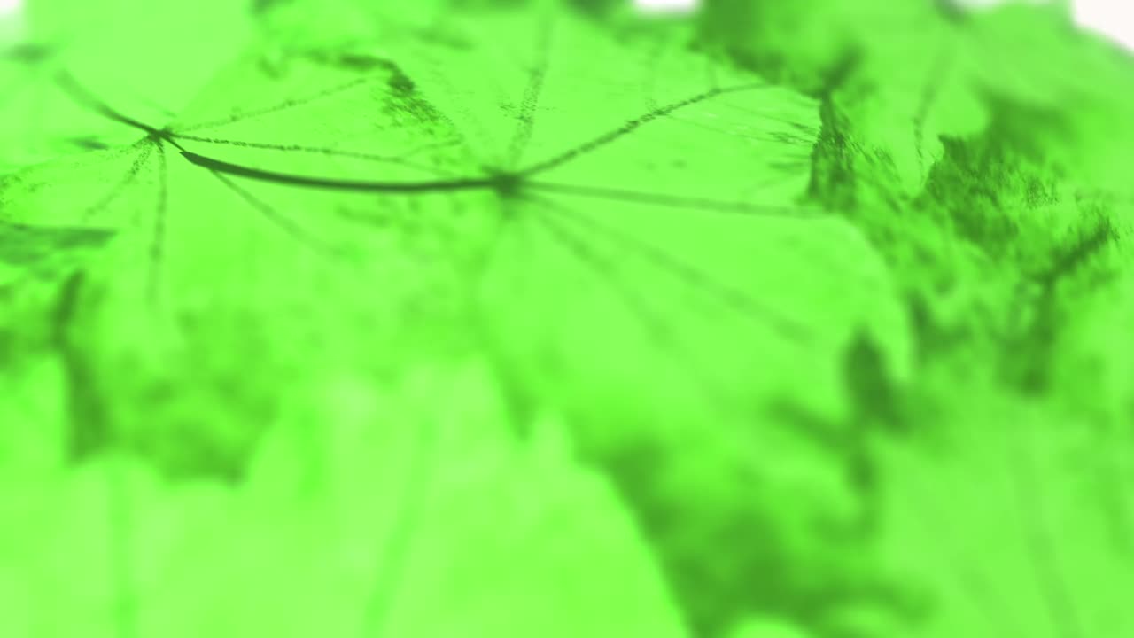 Autumn Leaves Logo Animation